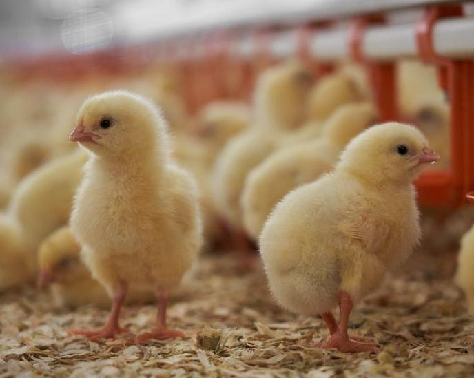 Рост производства курицы в России практически остановился. Что мы скоро будем кушать
